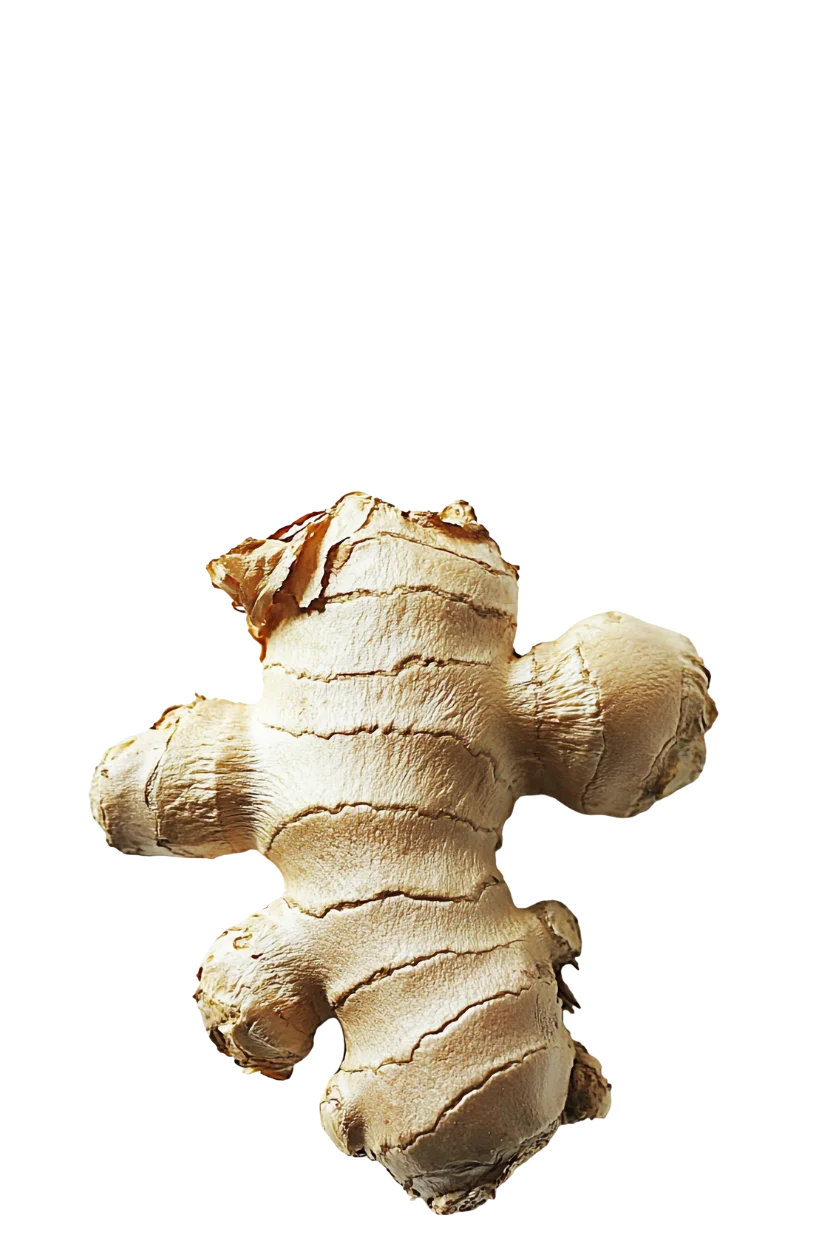 Ginger